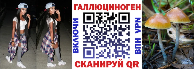 Псилоцибиновые грибы Psilocybe  Купить закладки  Игарка 